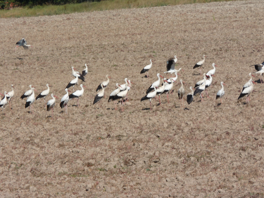 No s'ha trobat l'arxiu